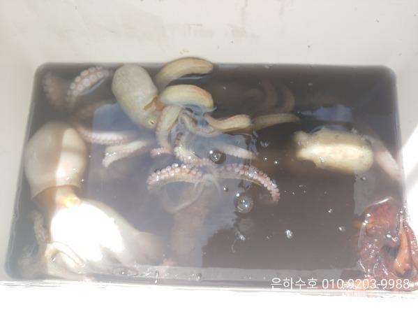 23532b8fecd15ba1eccda971e81464ee_mini.jp