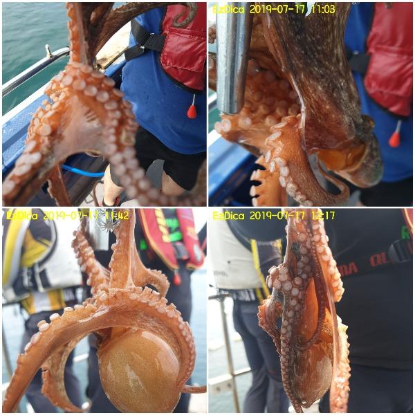 20190717_133910.jpg e1d3605ccc065d385f0b08304f32531d_mini.jp