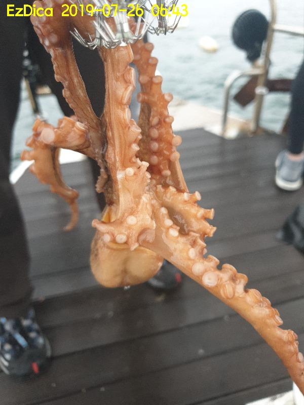 20190726_064317.jpg fe5f5e850c2ffa81b22fd41911c41bac_mini.jp