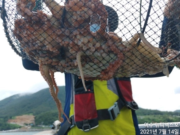 7월14일문어 (11).jpg