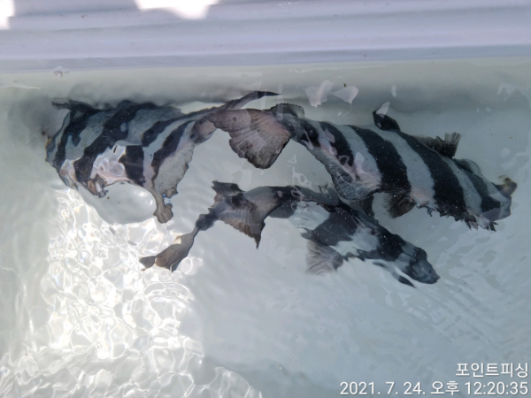 1627099889359-4.jpg