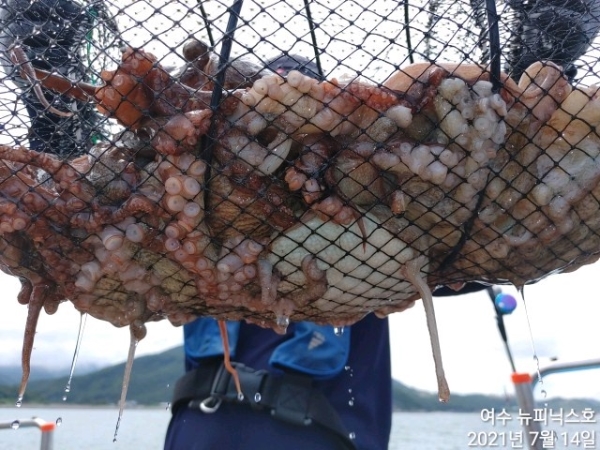 7월14일문어 (7).jpg