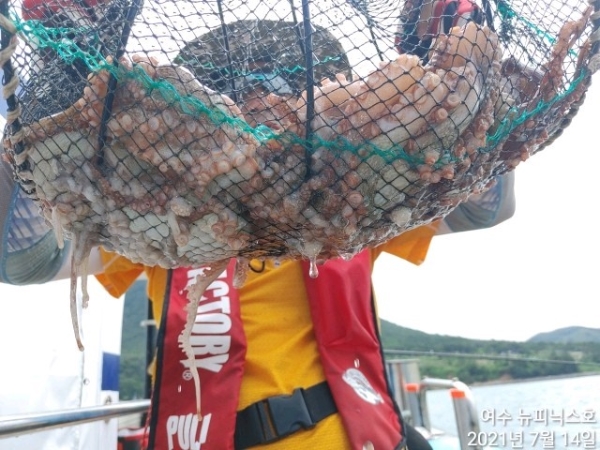 7월14일문어 (10).jpg