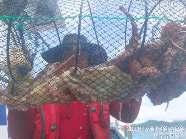 7월14일문어 (14).jpg