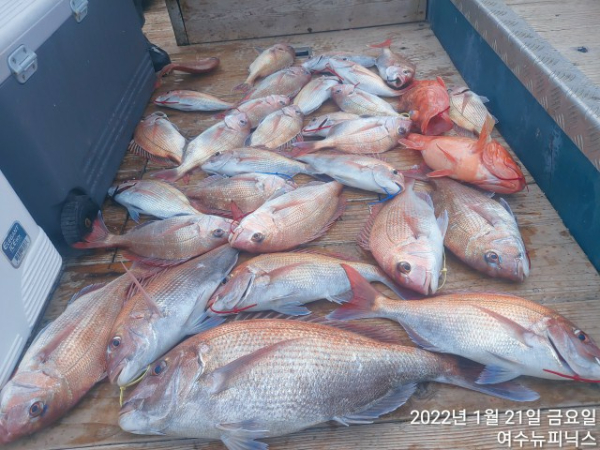 1월21일참돔 (9).jpg