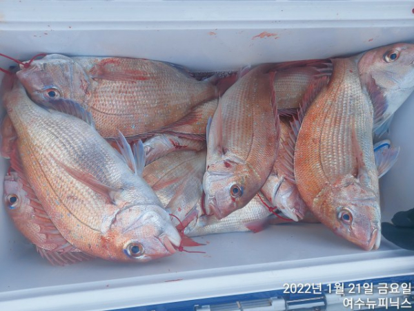 1월21일참돔 (3).jpg