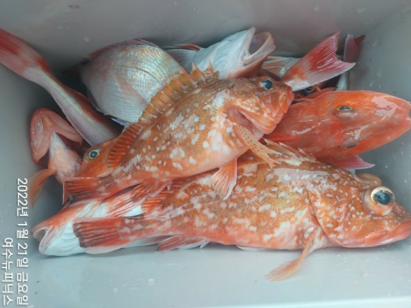 1월21일참돔 (4)-tile.jpg