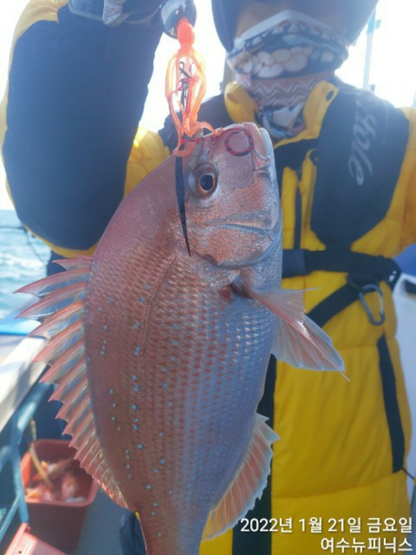 한1월21일참돔 (5).jpg