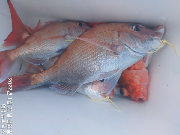 1월21일참돔 (11)-tile.jpg