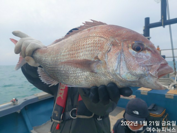 1월21일참돔 (10).jpg