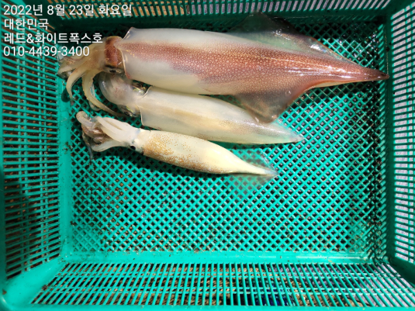 KakaoTalk_20220824_083424467_11.jpg