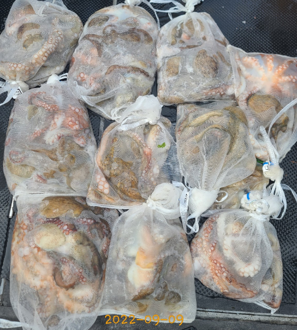 군산 강남호 선상낚시 밴드-강남호 조황사진-44549654521.jpg
