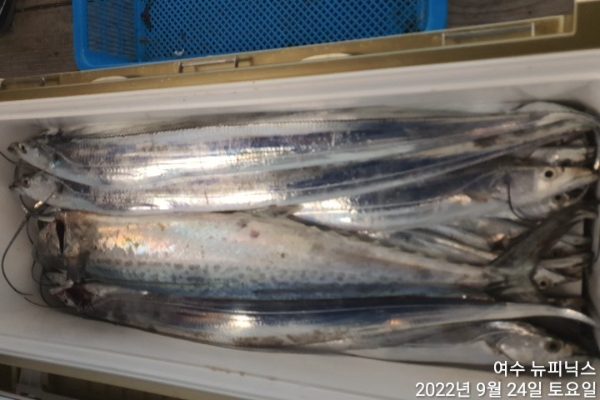 9월24일갈치 (3).jpg
