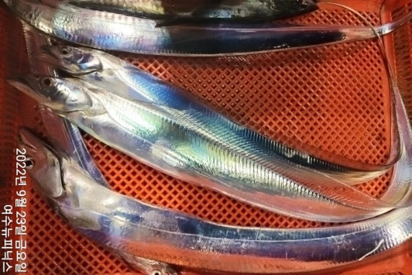 9월24일갈치 (17)-vert.jpg