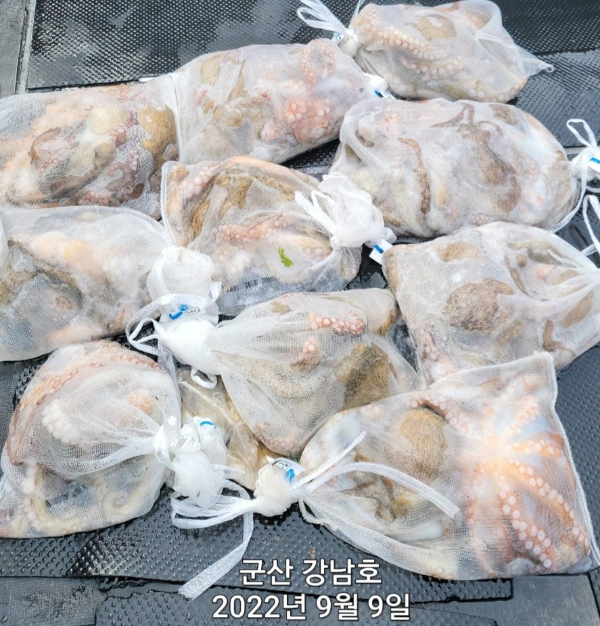 군산 강남호 선상낚시 밴드-강남호 조황사진-44549654544.jpg
