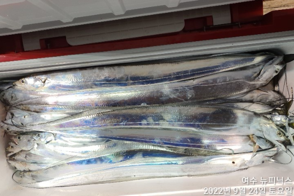 9월24일갈치 (34).jpg