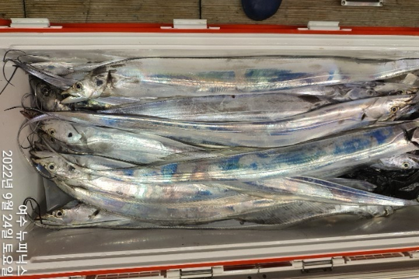 9월24일갈치 (32)-vert.jpg