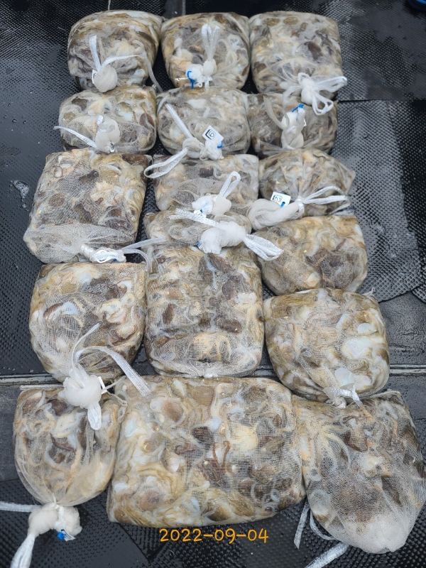 군산 강남호 선상낚시 밴드-강남호 조황사진-44387233442.jpg