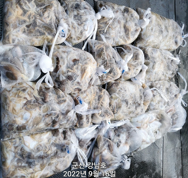 군산 강남호 선상낚시 밴드-강남호 조황사진-44740730941.jpg