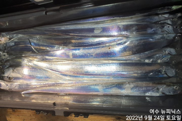 9월24일갈치 (1).jpg