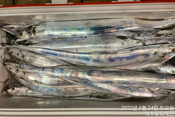 9월24일갈치 (10).jpg