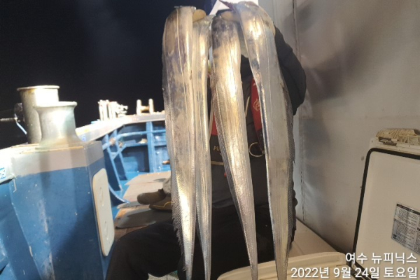 9월24일갈치 (2).jpg