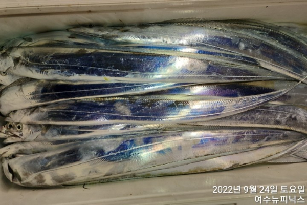 9월24일갈치 (9).jpg