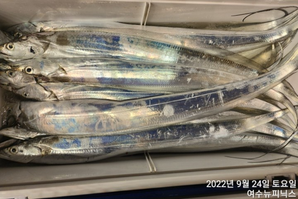 9월24일갈치 (13).jpg