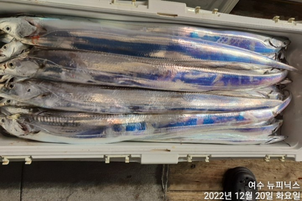 12월20일갈치 (7).jpg