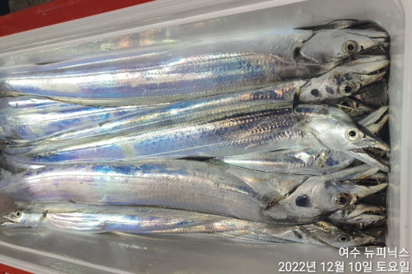 12월10일갈치 (4).jpg
