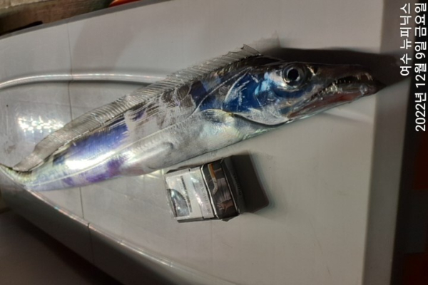 12월10일갈치 (38).jpg