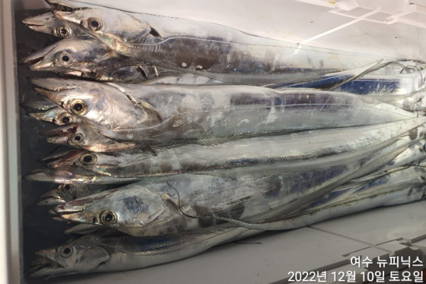 12월10일갈치 (18).jpg