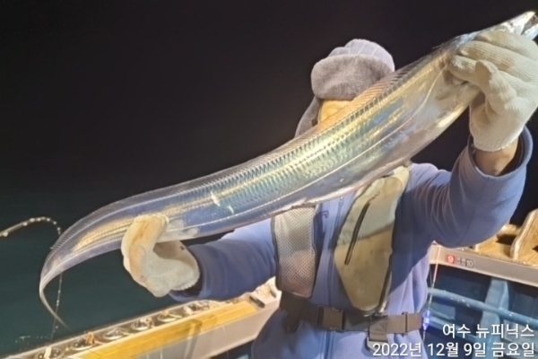 12월10일갈치 (34).jpg