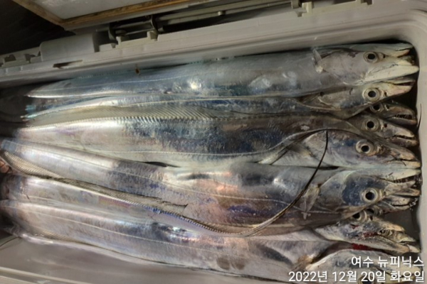 12월20일갈치 (8).jpg