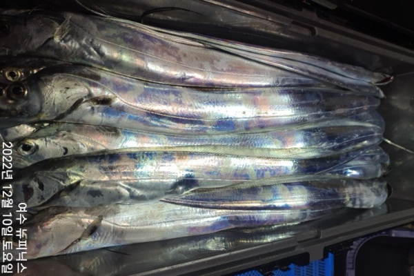 12월10일갈치 (8).jpg