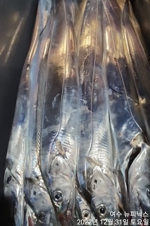 12월31일갈치 (11).jpg