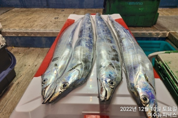 12월10일갈치 (22).jpg