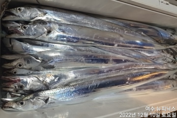 12월10일갈치 (13).jpg
