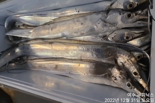 12월31일갈치 (10).jpg