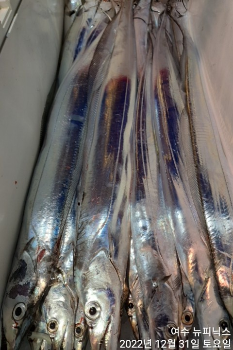 12월31일갈치 (12).jpg