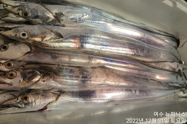 12월31일갈치 (8).jpg