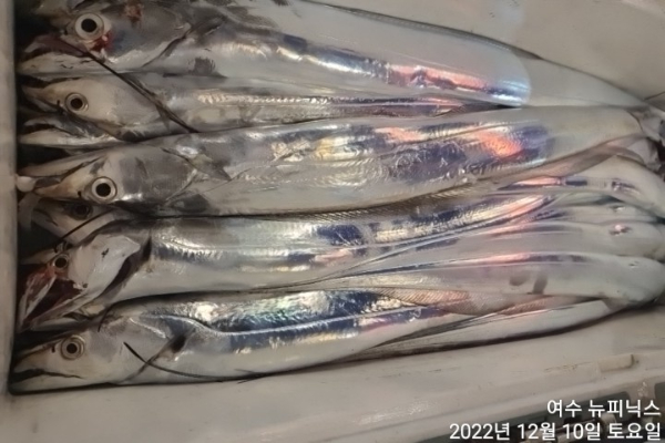 12월10일갈치 (14).jpg