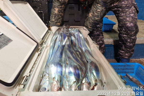 12월20일갈치 (1).jpg