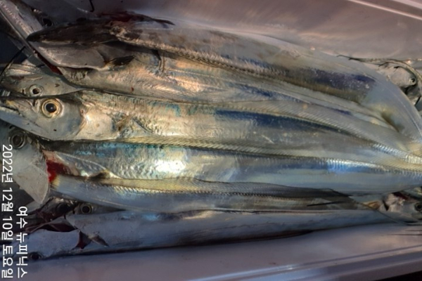 12월10일갈치 (12).jpg