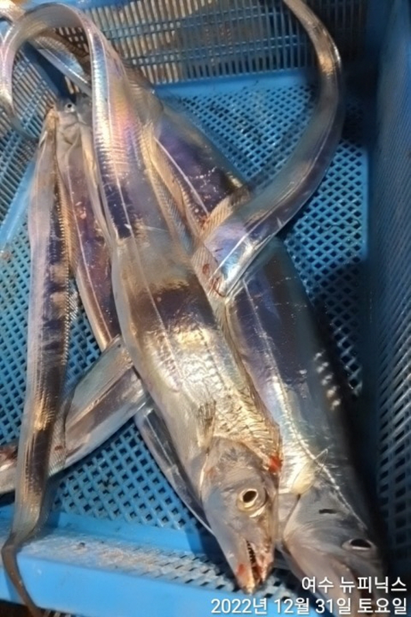 한1월1일갈치 (34).jpg
