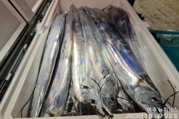 1월1일갈치 (3).jpg