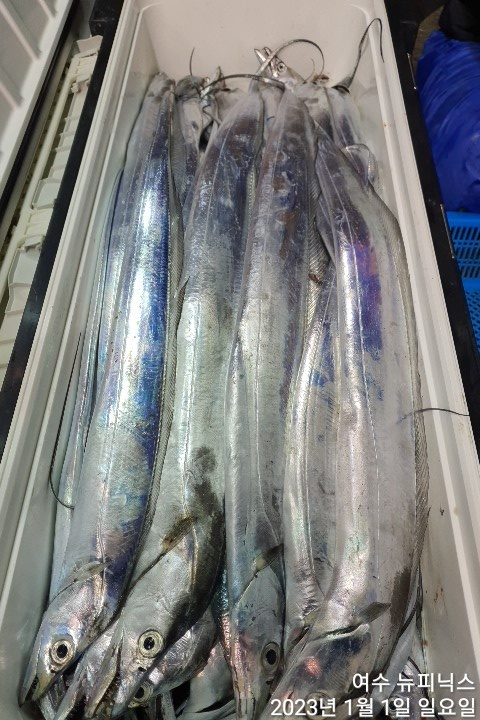 1월1일갈치 (7).jpg