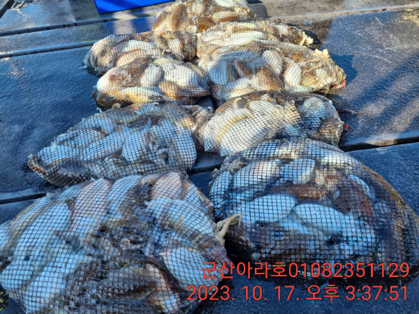 IMG_20231017_153751.jpg