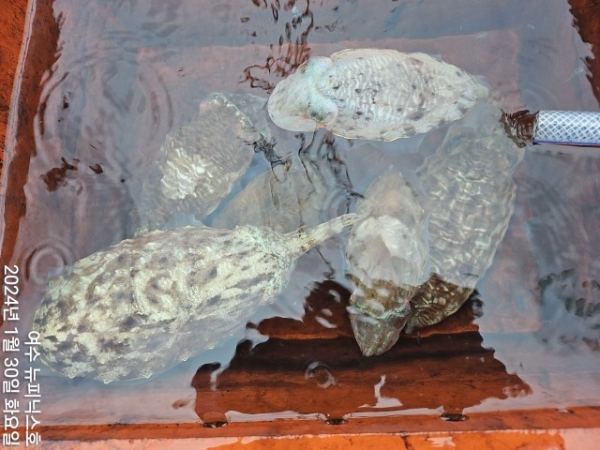 1월30일심갑 (15)-tile.jpg