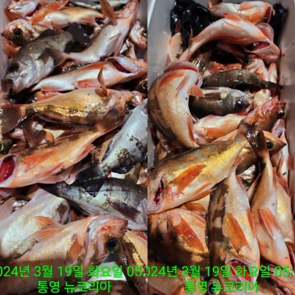 카카오스토리_2024_03_24 10_44_23.jpg